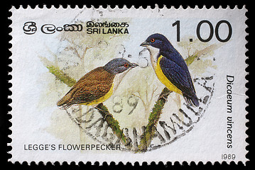 Image showing Stamp printed in Sri Lanka shows Legges flowerpecker bird