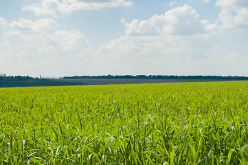 Image showing Landscape green filed