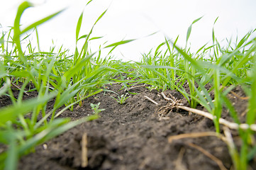 Image showing fall wheat