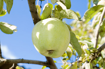 Image showing harvest of ripe green apples on a branch