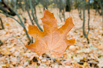 Image showing leaf