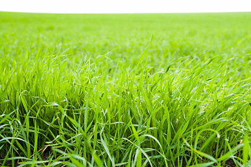 Image showing green grass