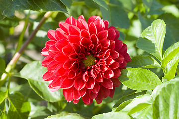 Image showing red flower of dahlia in nature