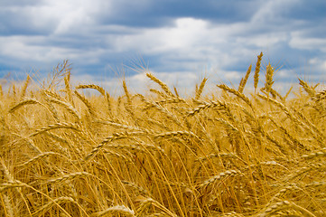 Image showing field of ripe