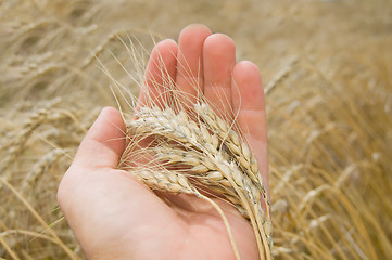 Image showing cones in the hand over new harvest