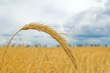 Image showing ear of wheat