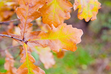 Image showing oak leavs