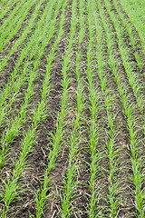 Image showing winter crop