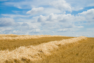 Image showing yellow windrows at summer