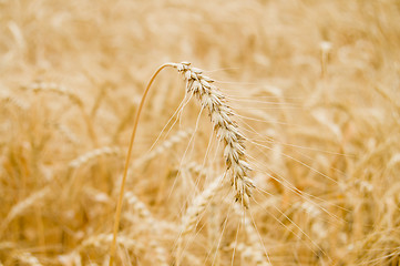 Image showing one ear on the field