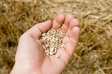 Image showing cones in the hand over new harvest