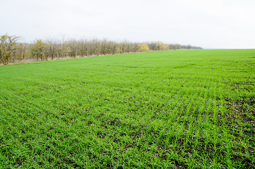 Image showing winter field