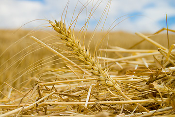 Image showing windrows gold color close up