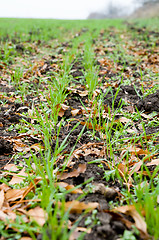 Image showing winter crop