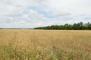 Image showing gold and green