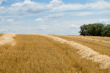 Image showing windrows and trees