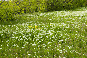 Image showing green meadow at summer