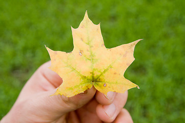 Image showing maple leaf