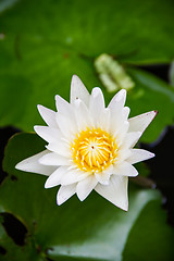 Image showing White lotus flower blooming