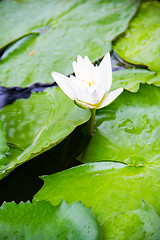 Image showing White lotus flower blooming