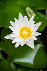 Image showing White lotus flower blooming