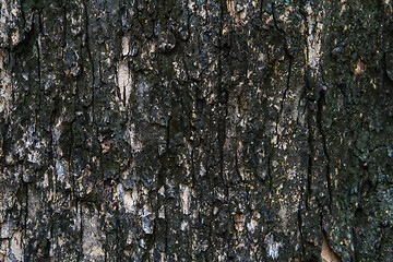 Image showing Bark texture, tropical tree in the northeast of Thailand