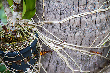 Image showing Roots of orchids