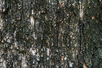 Image showing Bark texture, tropical tree in the northeast of Thailand