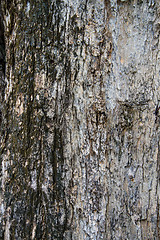 Image showing Bark texture, tropical tree in the northeast of Thailand