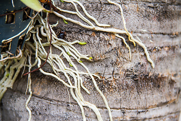 Image showing Roots of orchids