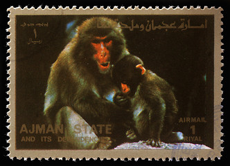Image showing Stamp printed by Ajman shows monkeys