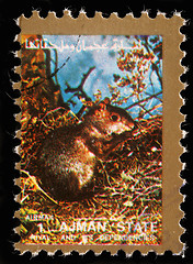 Image showing Stamp printed by Ajman shows squirrel