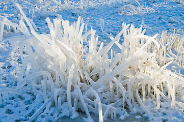 Image showing frozen grass