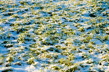 Image showing winter crops