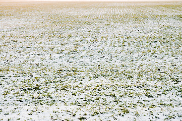 Image showing winter wheat