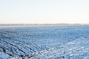 Image showing winter rows