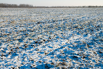 Image showing winter field