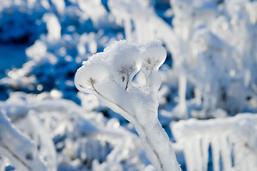 Image showing frozen plant