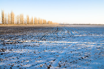 Image showing winter field
