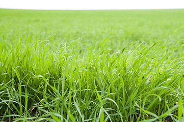 Image showing green grass
