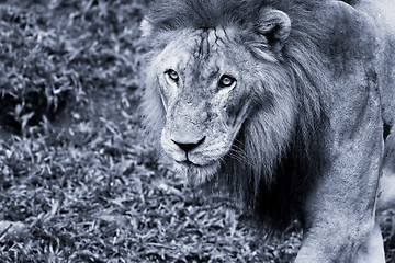 Image showing Lion portrait