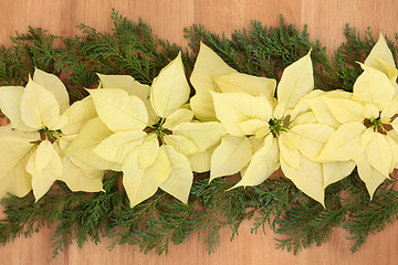 Image showing Poinsettia Flowers on Oak