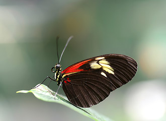 Image showing Doris Longwing butterfly resting on a leaf