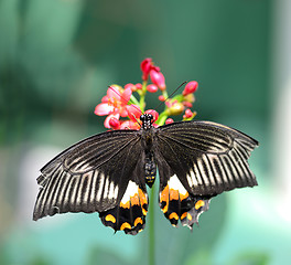 Image showing Black butterfly with orange and white markings