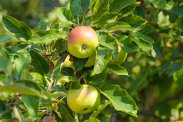 Image showing Apples