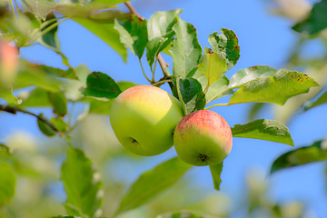 Image showing Apples