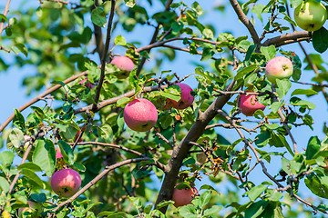 Image showing Apples