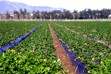Image showing Strawberry Fields