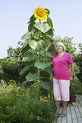 Image showing Cottager near a huge sunflower