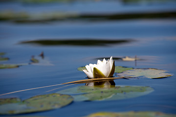 Image showing white water lily